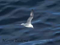 Noordse Stormvogel [Fulmarus glacialis]